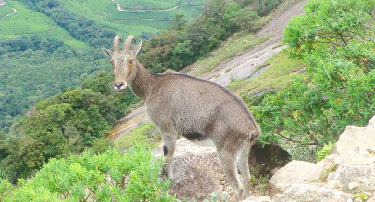 Seven Springs Resort Munnar Buitenkant foto
